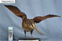 藏品(山鷸)的圖片